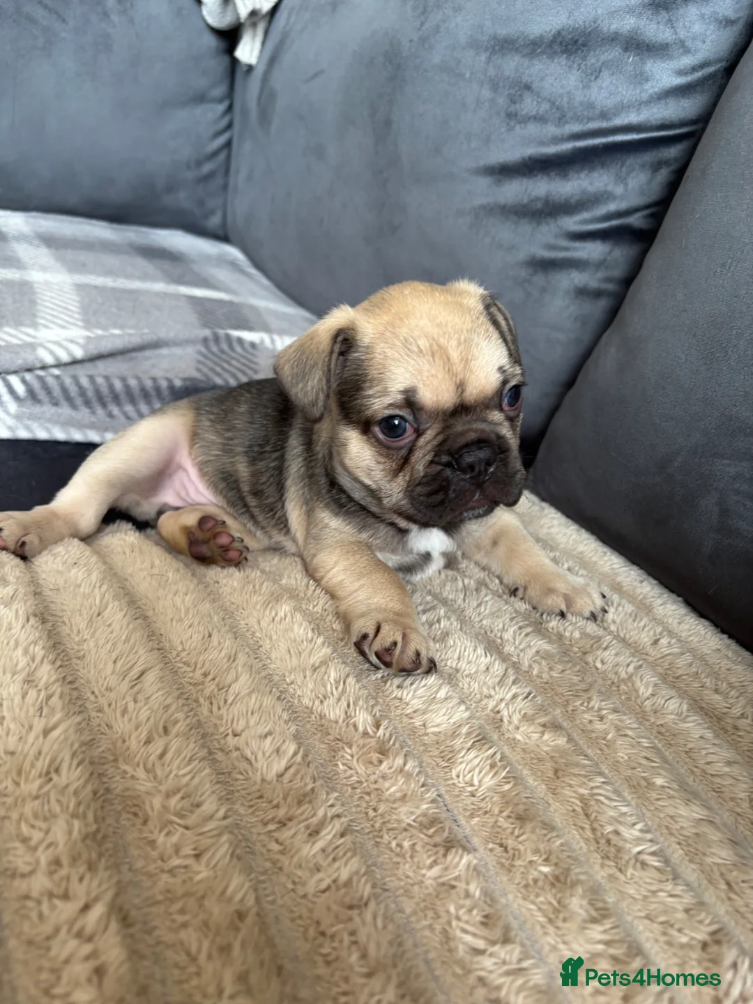 French Bulldog dogs for sale: French bulldog puppy  in Bury - Advert 1
