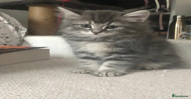 Scottish Fold cats - Advert 8