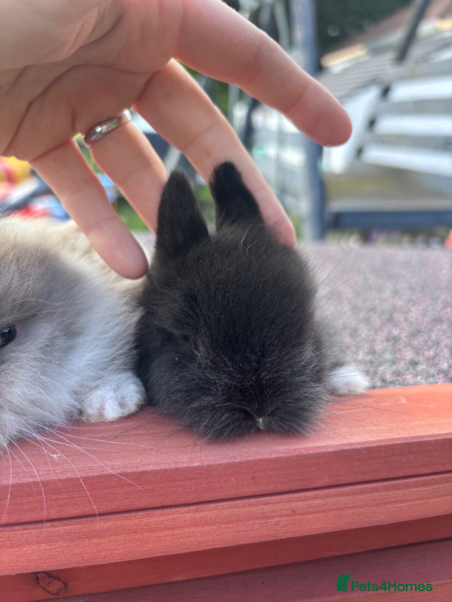 Lionhead rabbits for sale: Stunning lion head bunnies for sale  - Advert 4