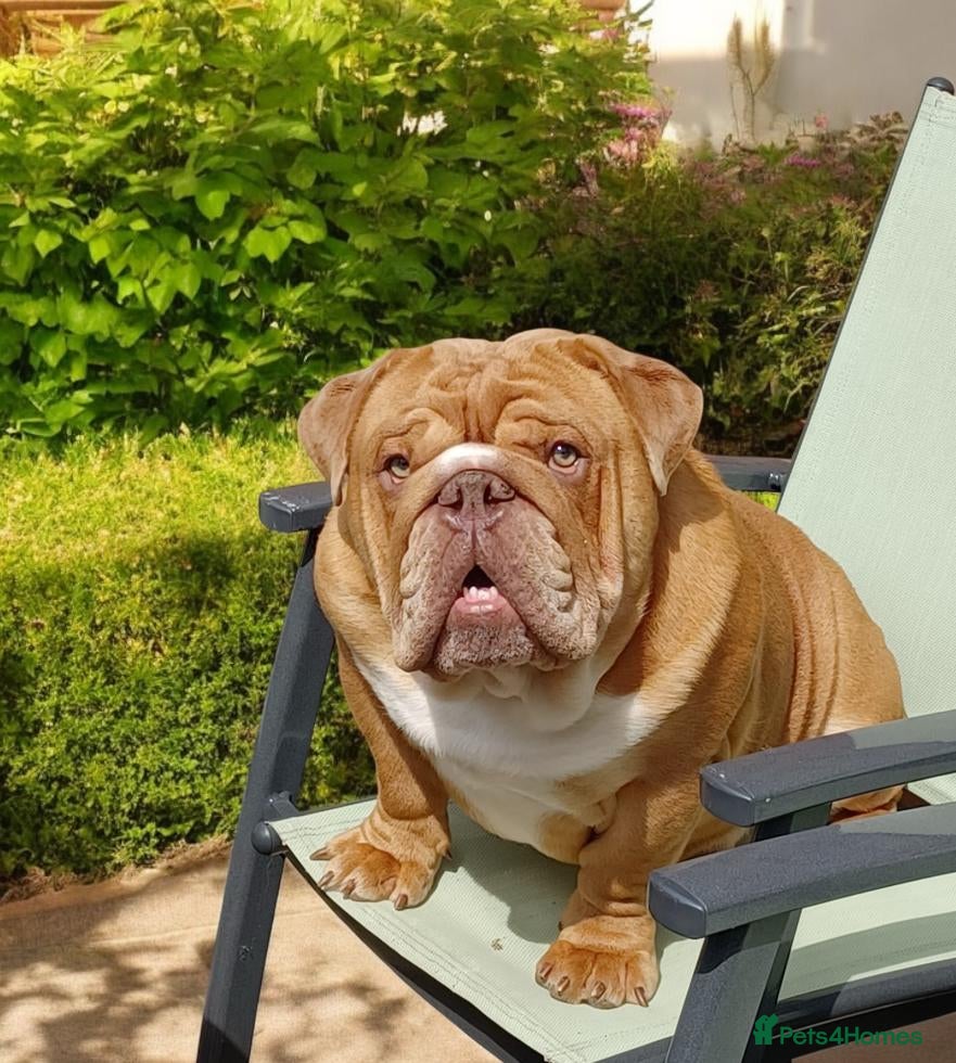 English Bulldog dogs Meet my boy Kylo, ready to Stud in Rochester - Advert 24