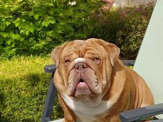 English Bulldog dogs in Rochester - Advert 3