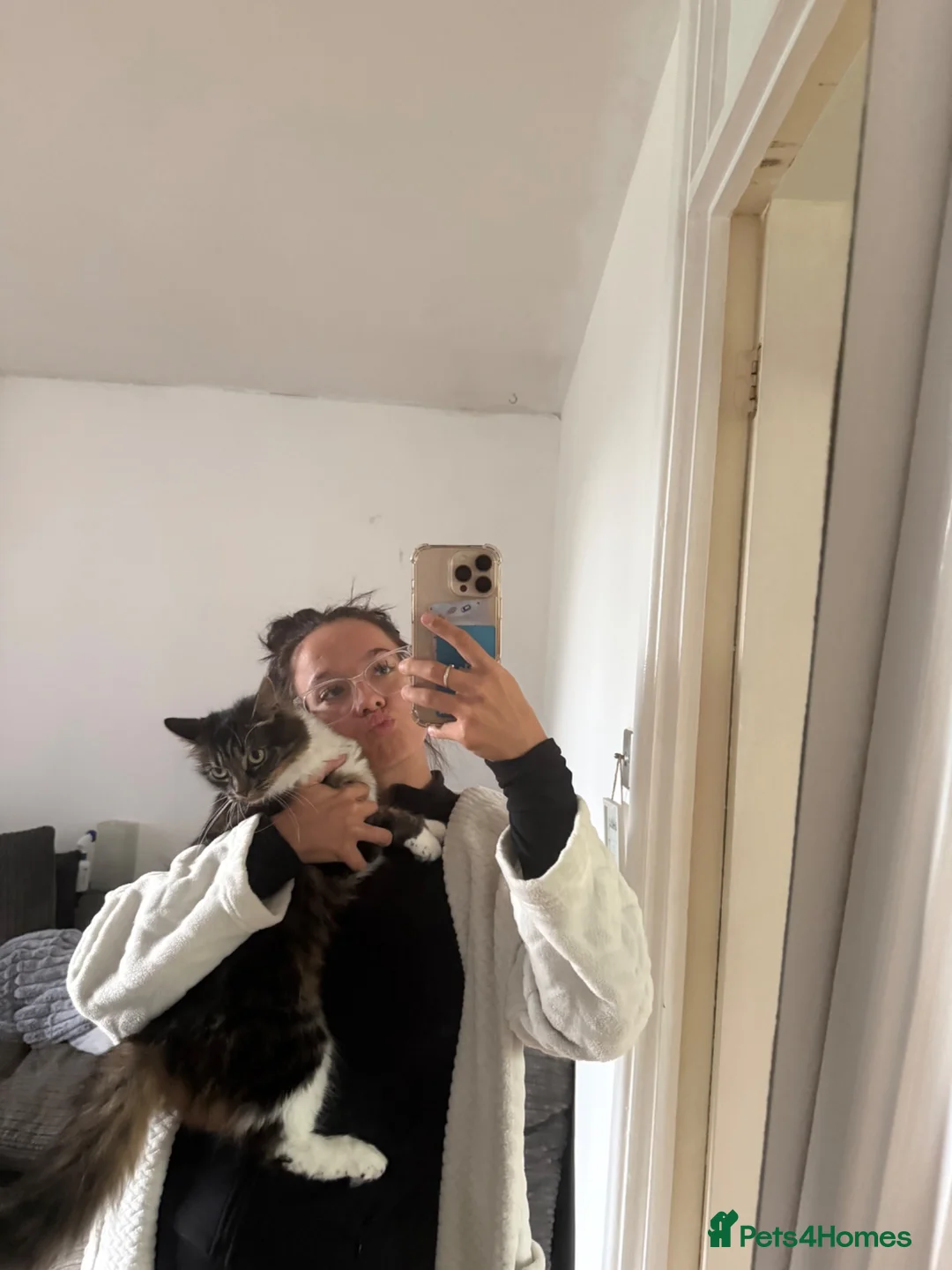 Mixed Breed cats for sale: 2 females for rehome - Advert 2
