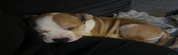 Mixed Breed dogs for sale: Staff x bulldog  - Advert 5
