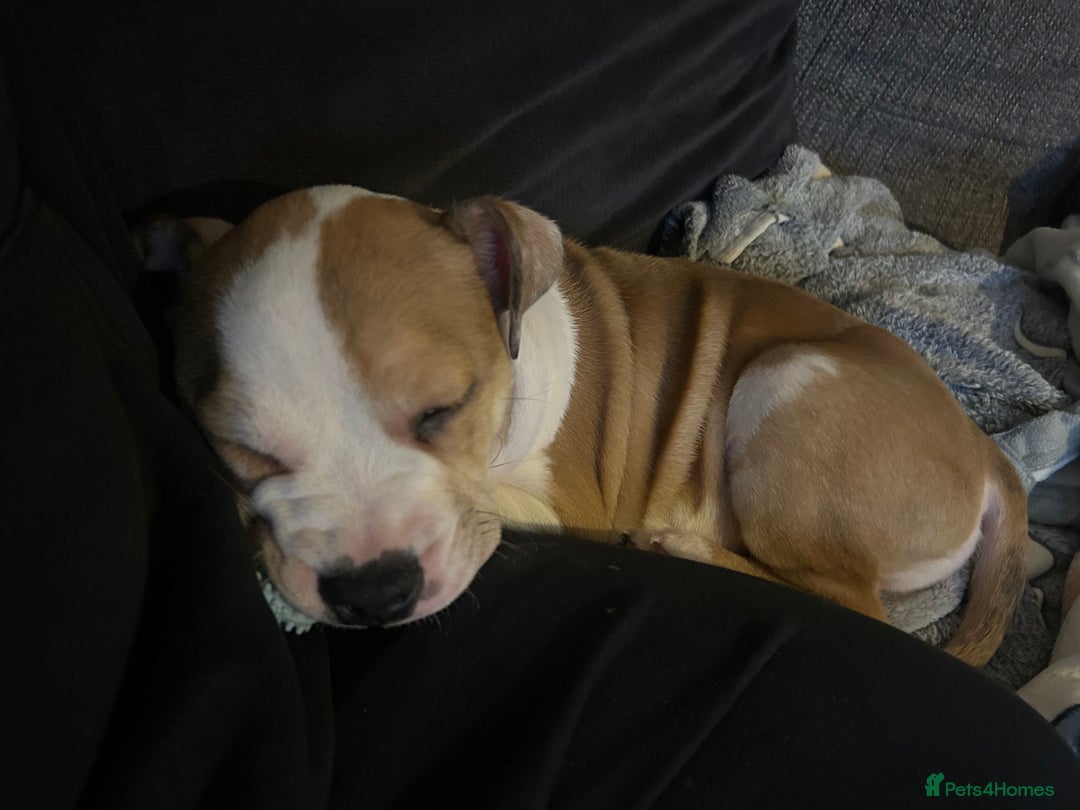 Mixed Breed dogs for sale: Staff x bulldog  - Advert 5