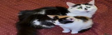 Mixed Breed Kitten 3