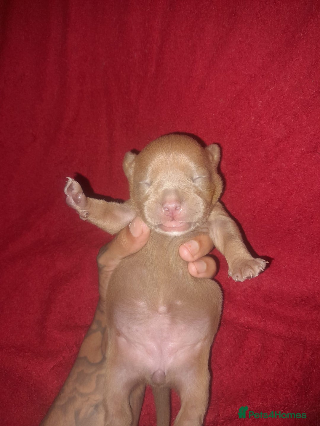 American Bully dogs for sale: American POCKET Bully - Advert 8