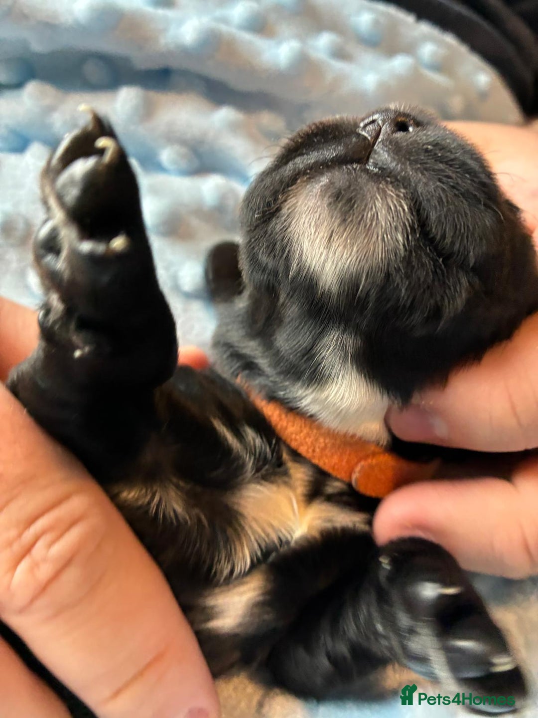 Sprocker dogs for sale: 9 gorgeous Sprocker pups - Image 28