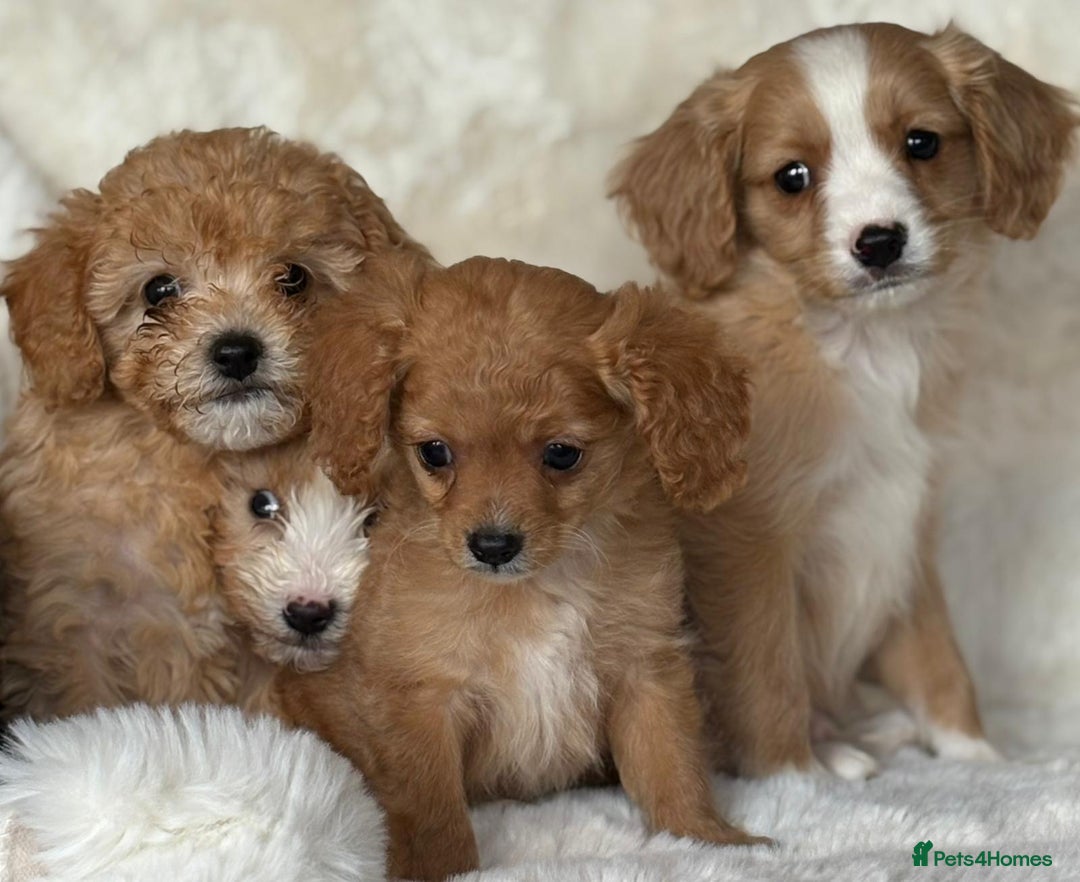 Cavapoo dogs for sale: Beautiful cavapoos - Image 15
