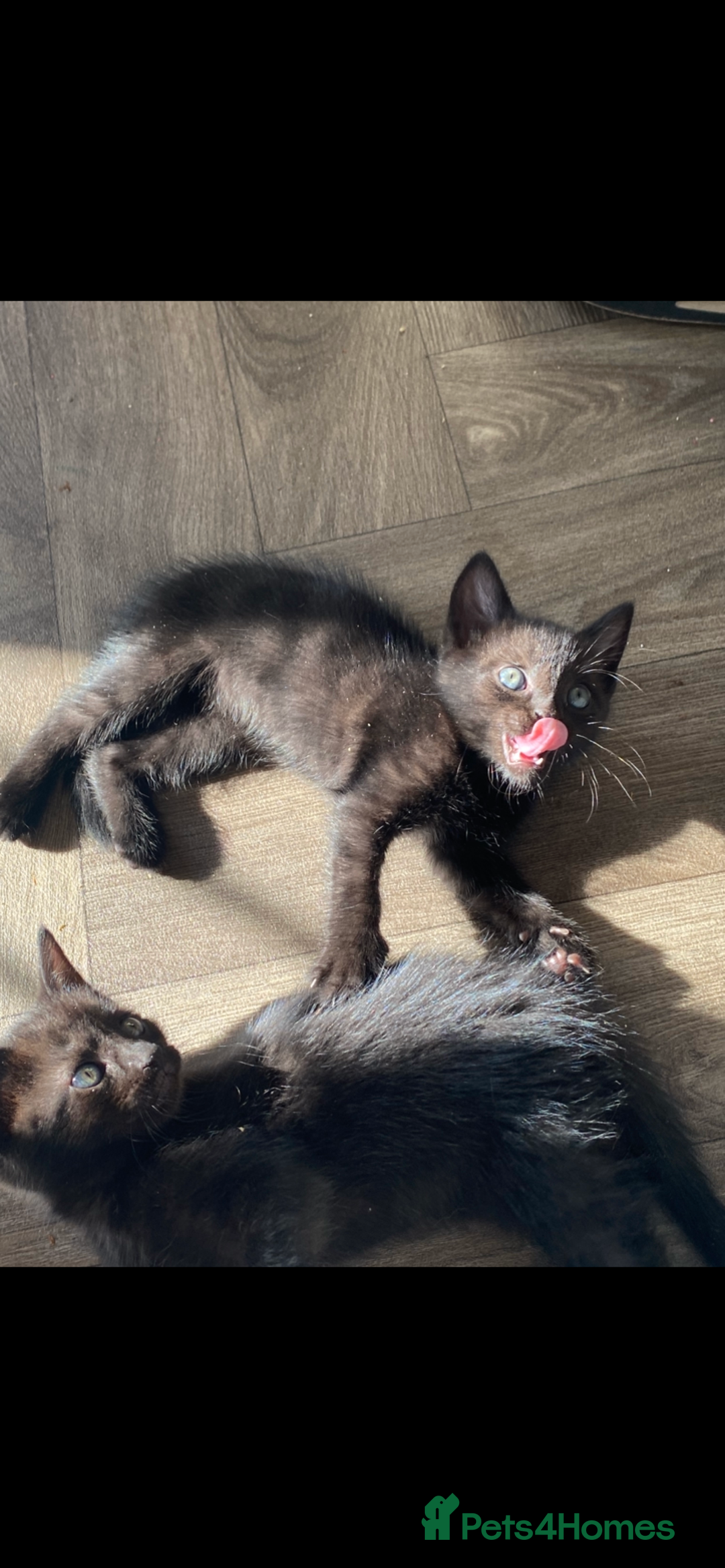 Mixed Breed cats for sale: 7 black kittens - Image 1