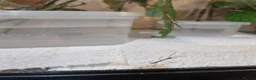 Stick Insects invertebrates for sale: Indian Stick Insects Nympths 50p each - Advert 4