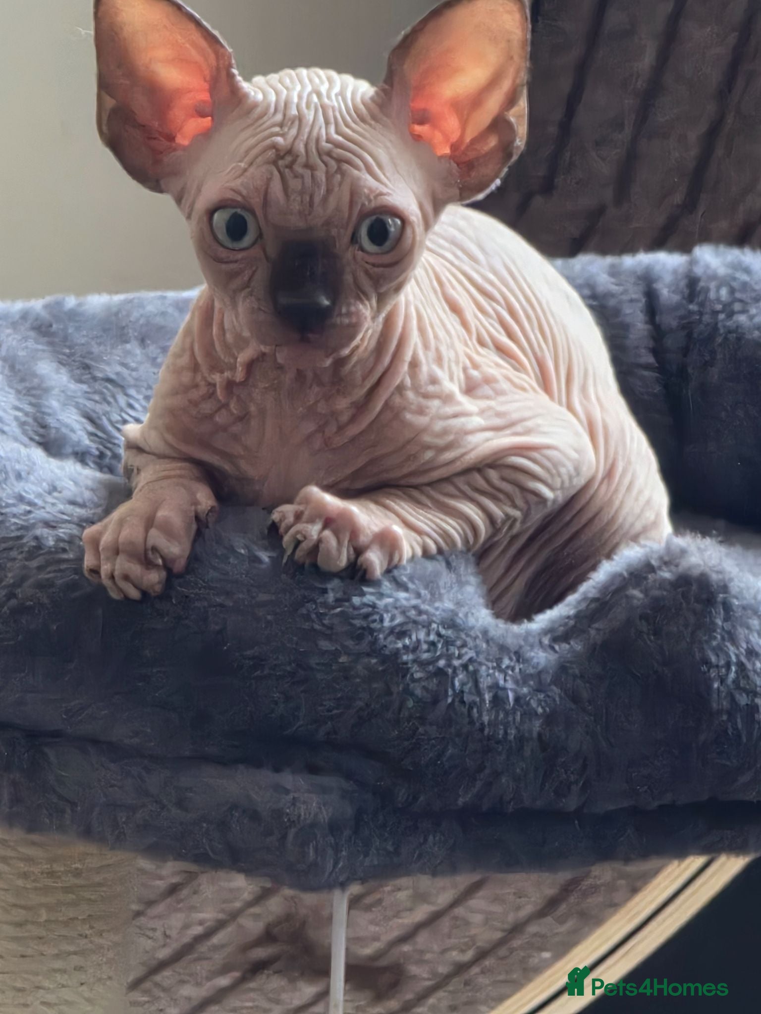 Sphynx cats ⭐ LAST BOY AVAILABLE! TICA Registered Sphynx Boy - Advert 12
