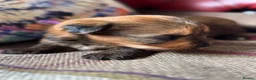 Yorkshire Terrier dogs for sale: Super Health tested Ocean Pearl /coloured Yorkies  - Advert 1