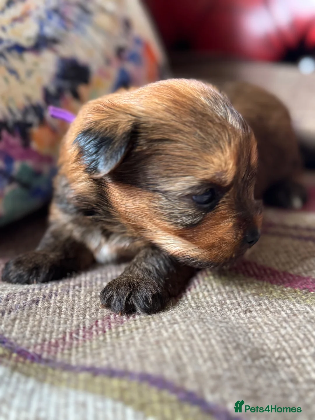 Yorkshire Terrier dogs for sale: Super Health tested Ocean Pearl /coloured Yorkies  - Advert 1