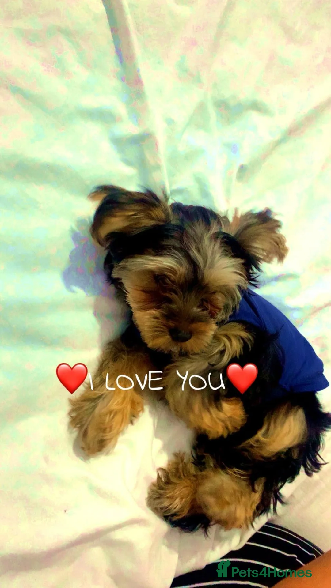 Yorkshire Terrier dogs for sale: Coco for sale - Advert 2