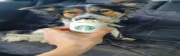 Border Collie dogs for sale: Border Collie - Advert 18