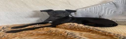 Italian Greyhound dogs for sale: 🖤Black Beauty's🖤 - Advert 2