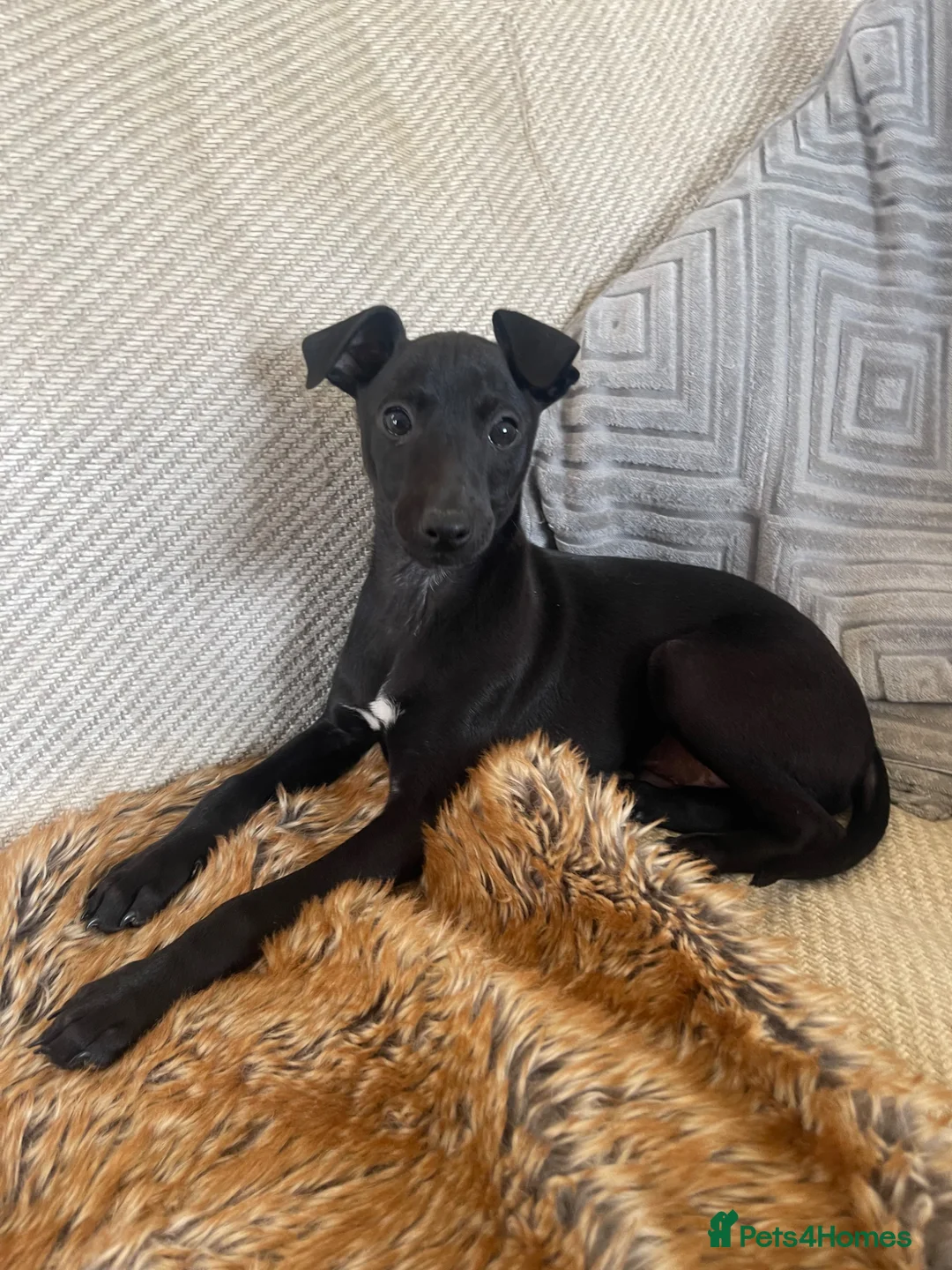 Italian Greyhound dogs for sale: 🖤Black Beauty's🖤 - Advert 2