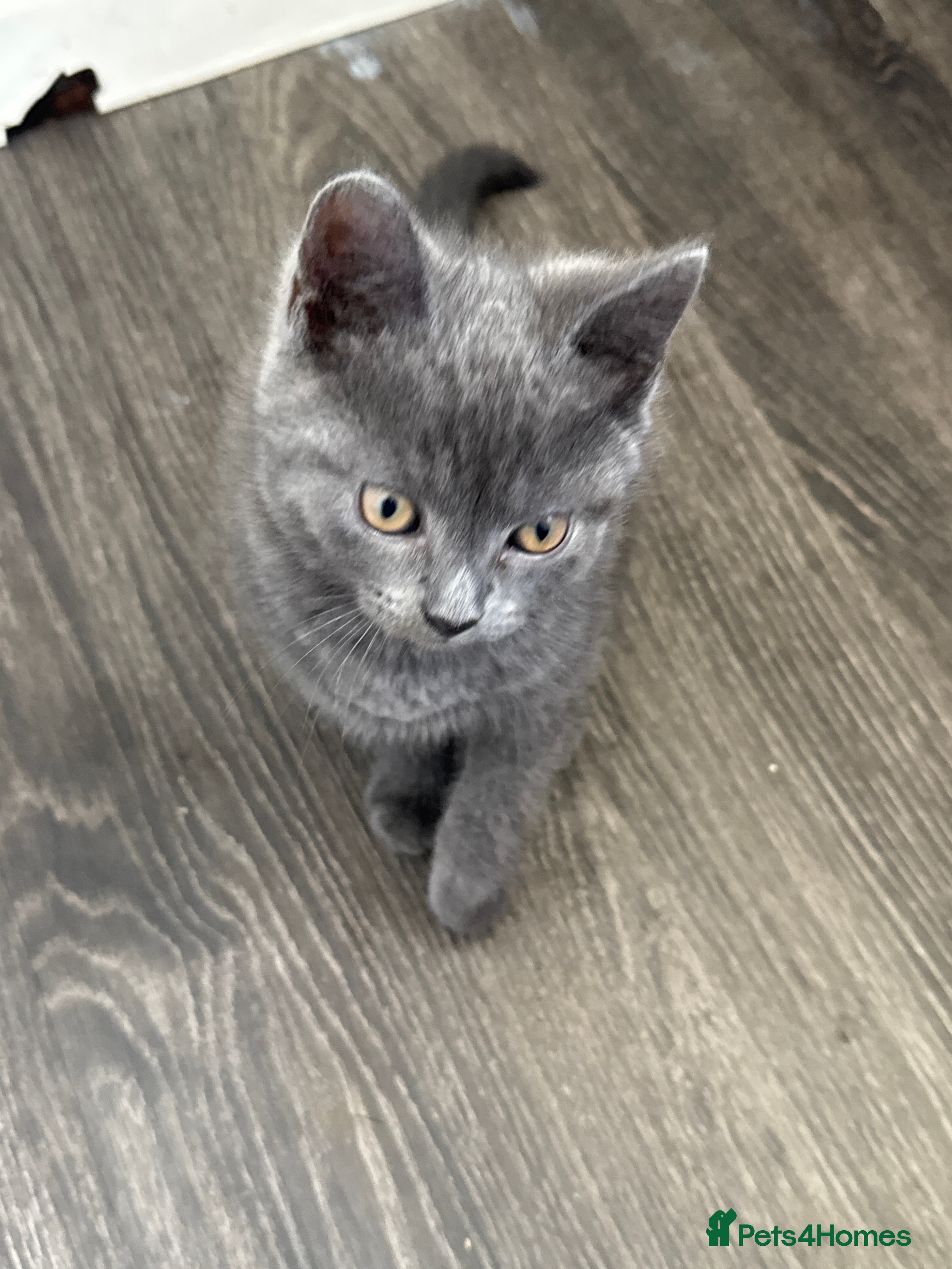 Mixed Breed Kitten 1