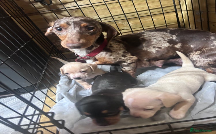 Mixed Breed dogs - Advert 10
