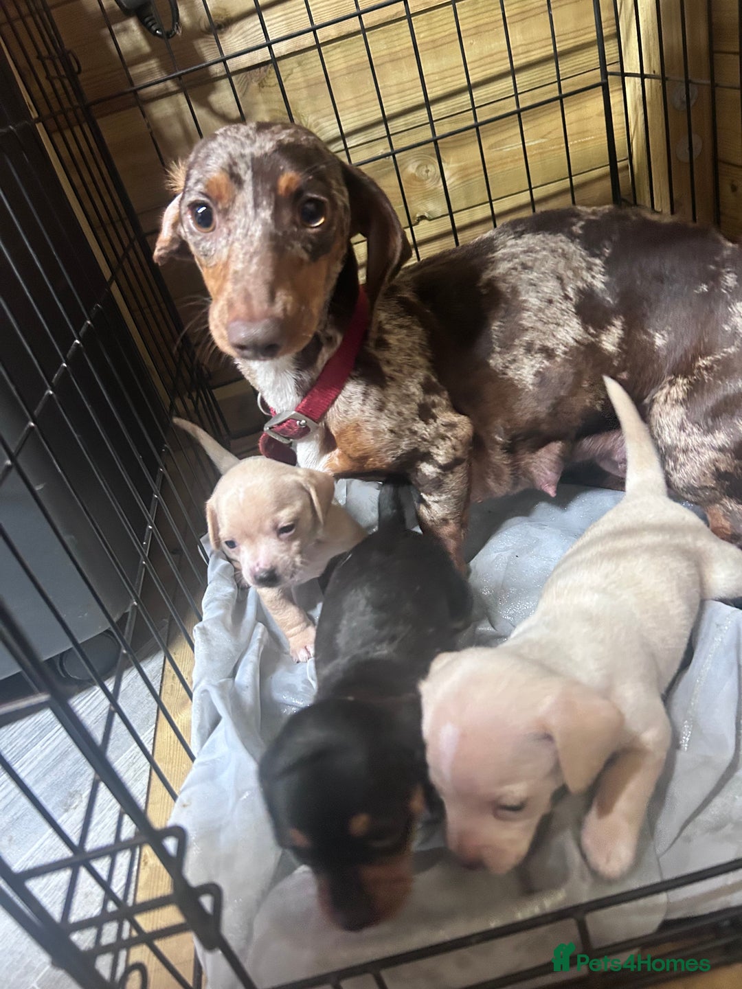 Mixed Breed dogs for sale: Chiweenie puppies  - Image 1