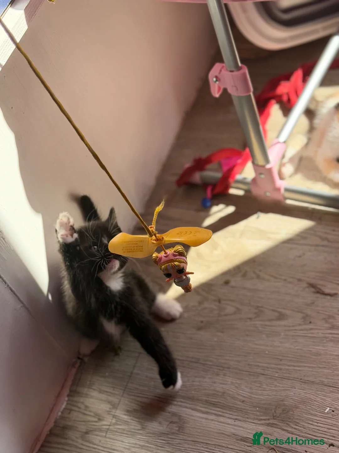 Mixed Breed cats for sale: Kittens for sale  - Advert 11
