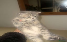 British Shorthair cats for sale: RARE LILAC COLOURPOINT BRITISH SHORT HAIR KITTENS  - Image 4
