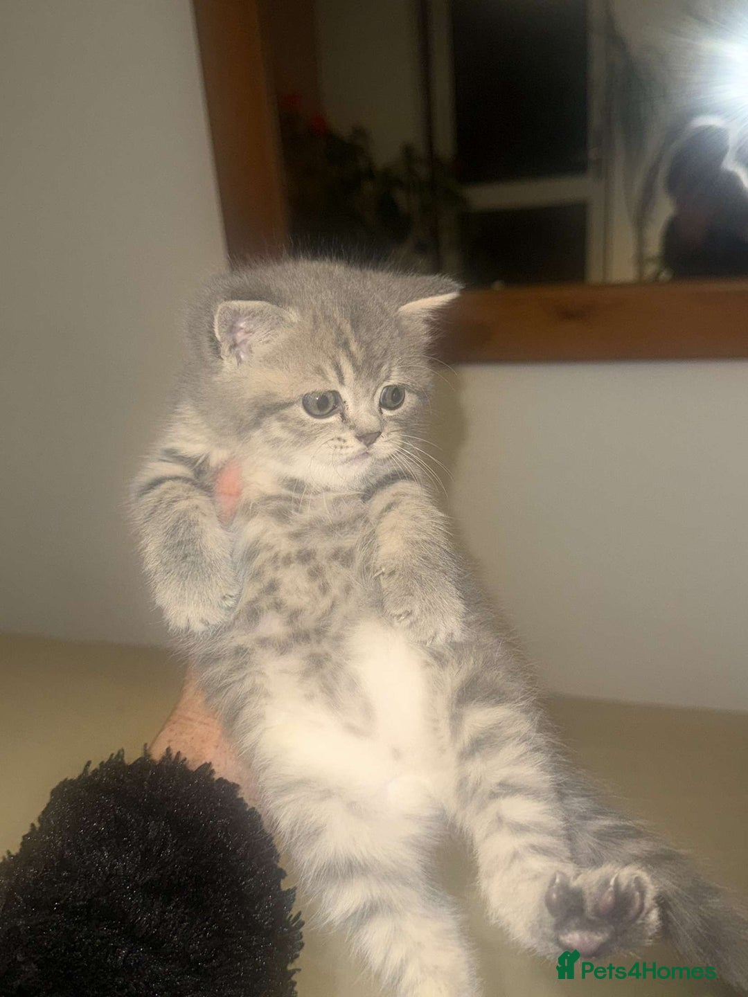 British Shorthair cats for sale: RARE LILAC COLOURPOINT BRITISH SHORT HAIR KITTENS  - Image 4