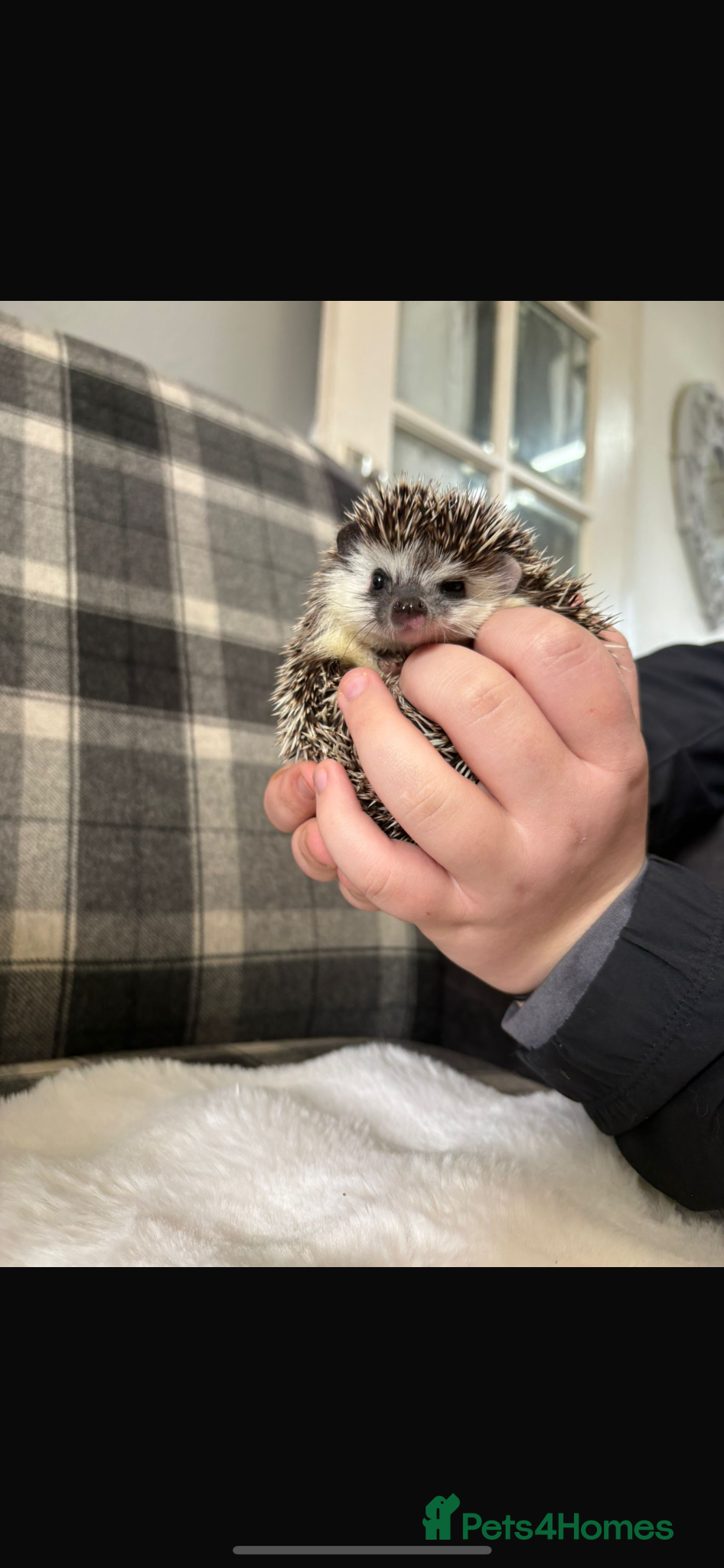 Pygmy Hedgehog rodents Spike - Advert 1