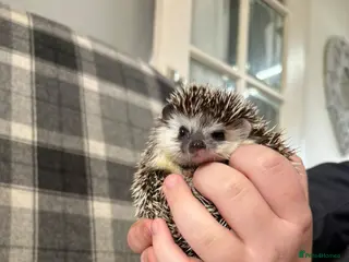 Pygmy Hedgehog rodents Spike - Advert 1