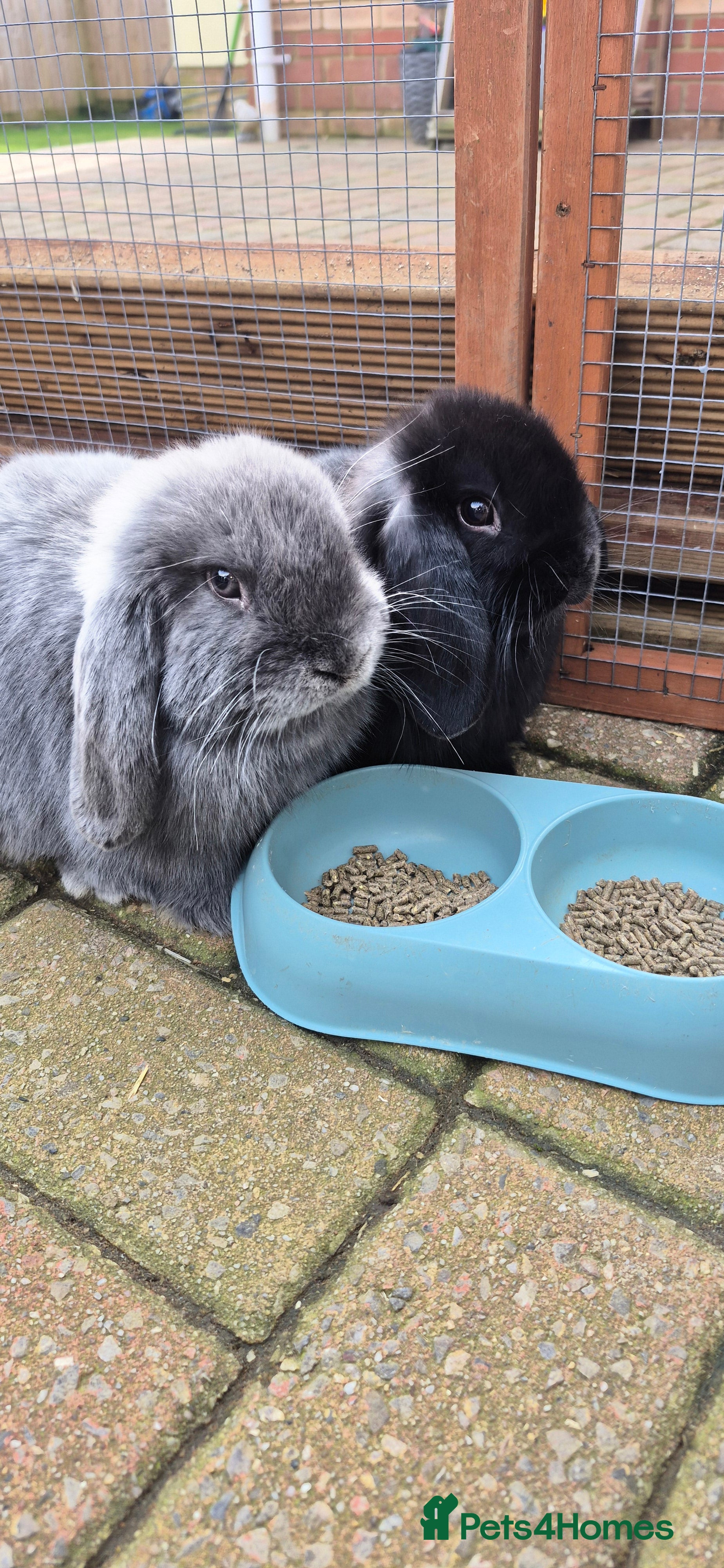 Mixed Breed rabbits 11 week old rabbits - Advert 9