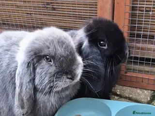 Mixed Breed rabbits 11 week old rabbits - Advert 9
