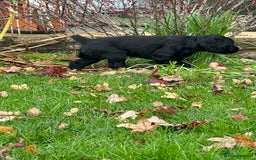 Cocker Spaniel dogs for sale: KC Reg Working Cocker Spaniels - Image 10