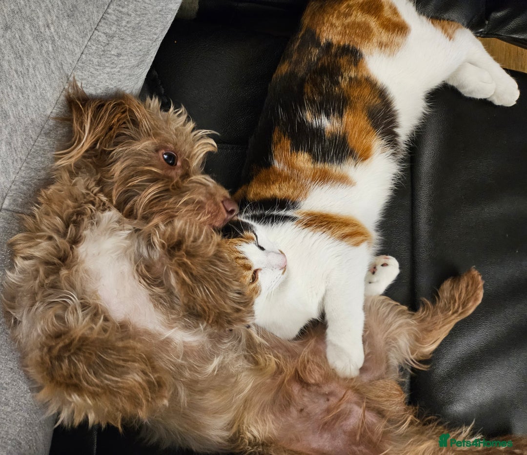 Miniature Dachshund dogs for sale: 2 year old dachshund  - Image 7