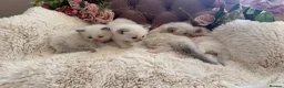 Ragdoll cats for sale: Gorgeous ColourPoint Full Pedigree Ragdoll Kittens - Advert 11