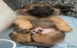 Mixed Breed dogs for sale: Belgian Malinois / Turkish Kangal / Cane Corso - Image 19