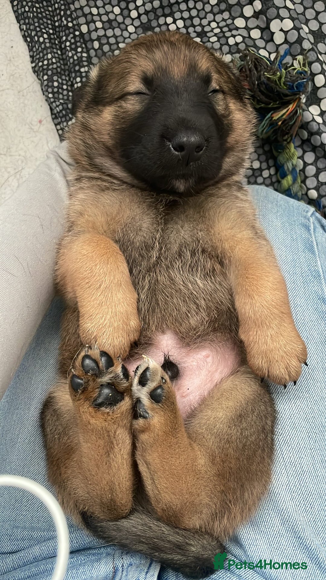 Mixed Breed dogs for sale: Belgian Malinois / Turkish Kangal / Cane Corso - Image 19
