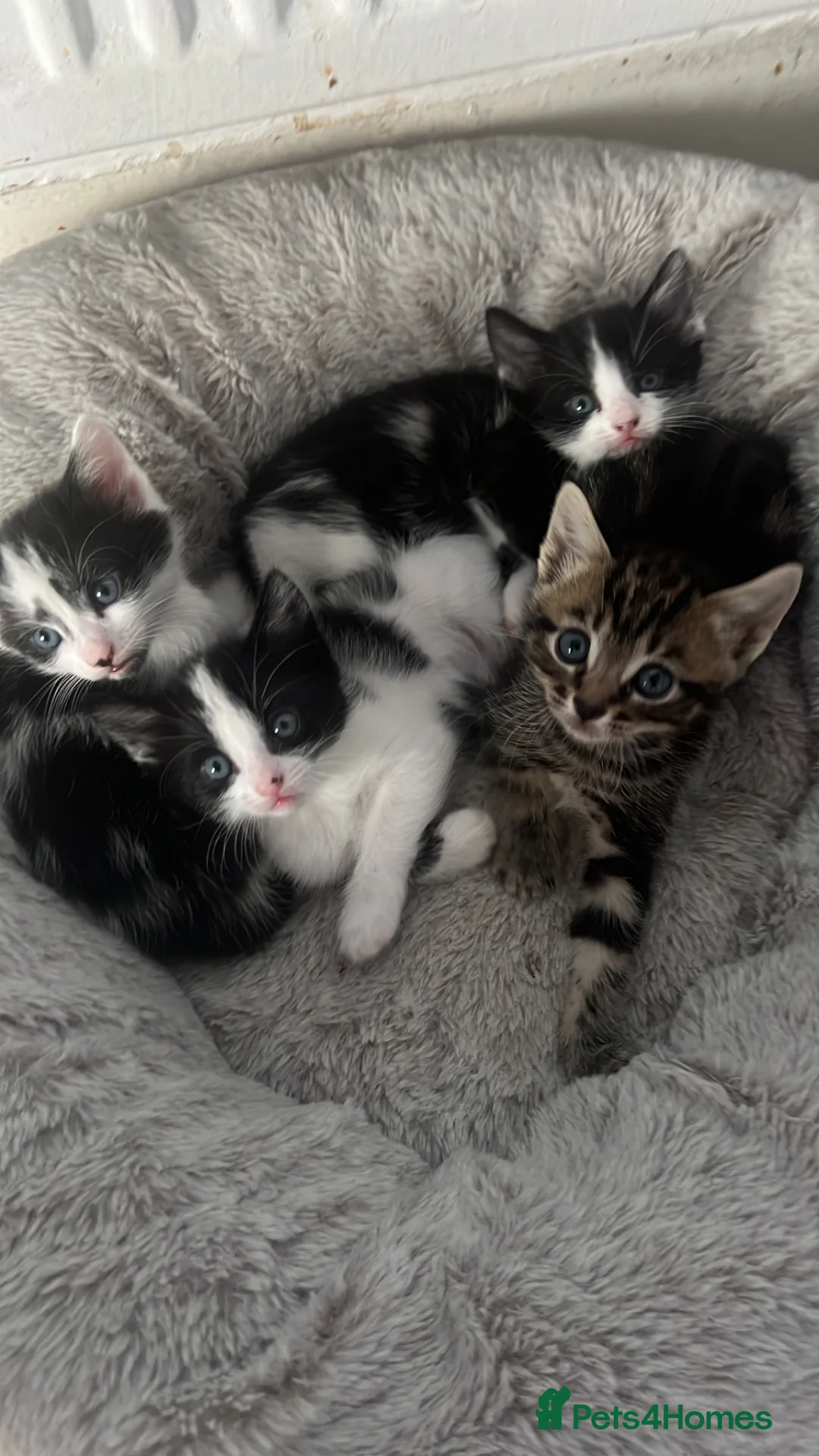 Domestic Shorthair cats for sale: Gorgeous kittens for sale - litter of 4 in Feltham - Advert 14