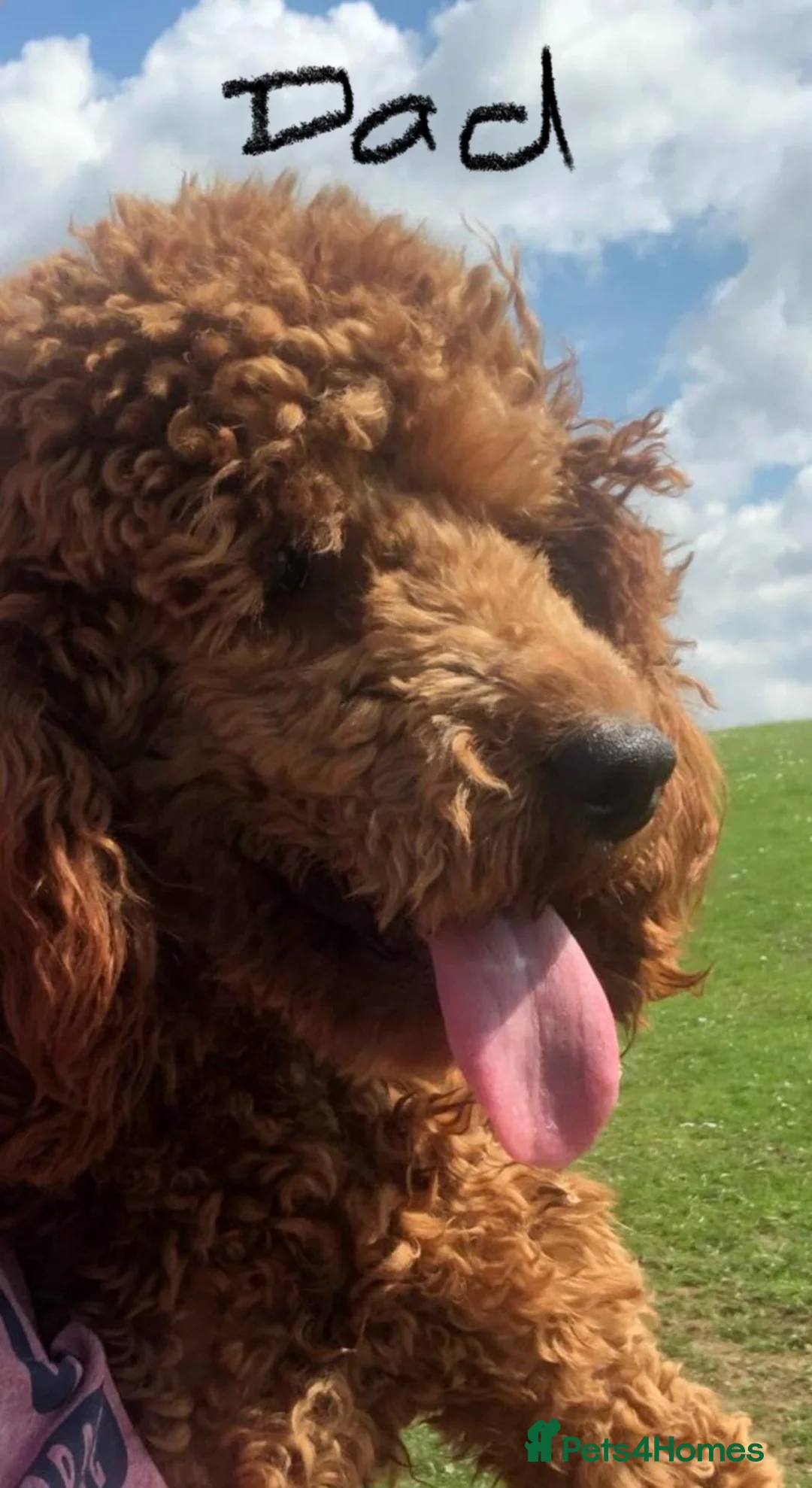 Miniature Poodle dogs for sale: KC Registered & Health checked Min. Poodle Puppies - Advert 17