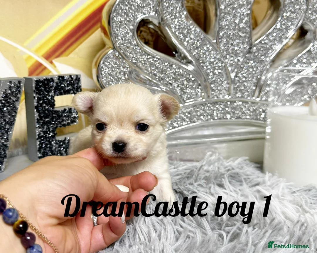 Chihuahua dogs for sale: KC reg Long coat boys available  - Advert 25