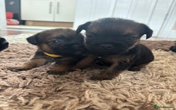 Border Terrier dogs for sale: Border terrier pups - Image 16