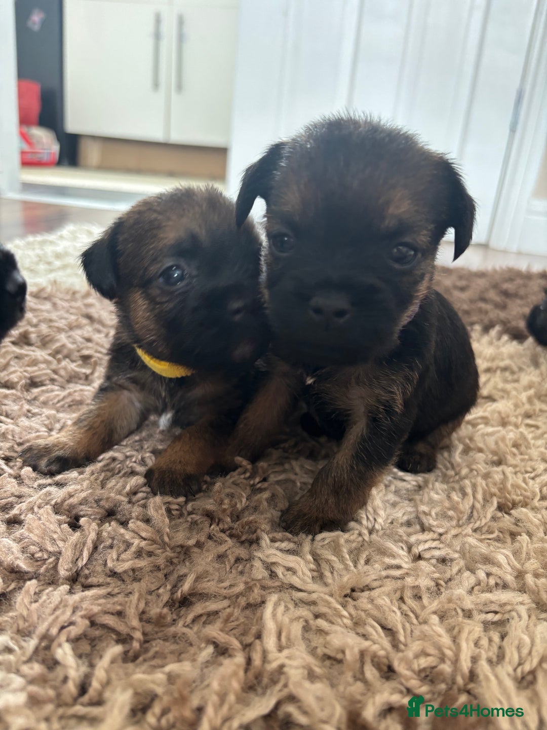 Border Terrier dogs for sale: Border terrier pups - Image 16
