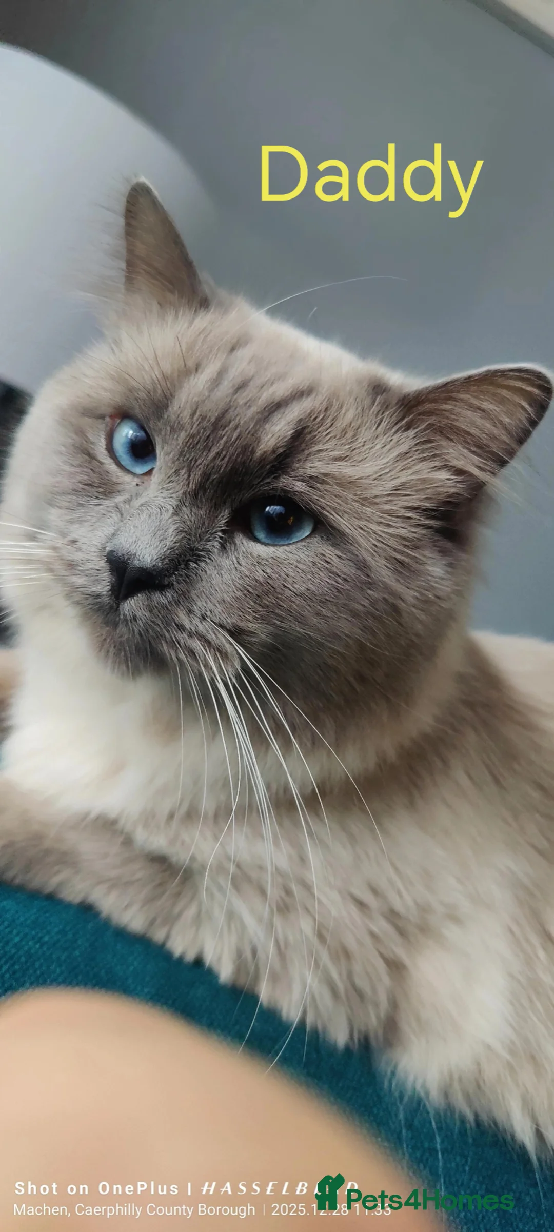 Mixed Breed cats for sale: Ragdoll X Maincoone kittens  - Advert 12