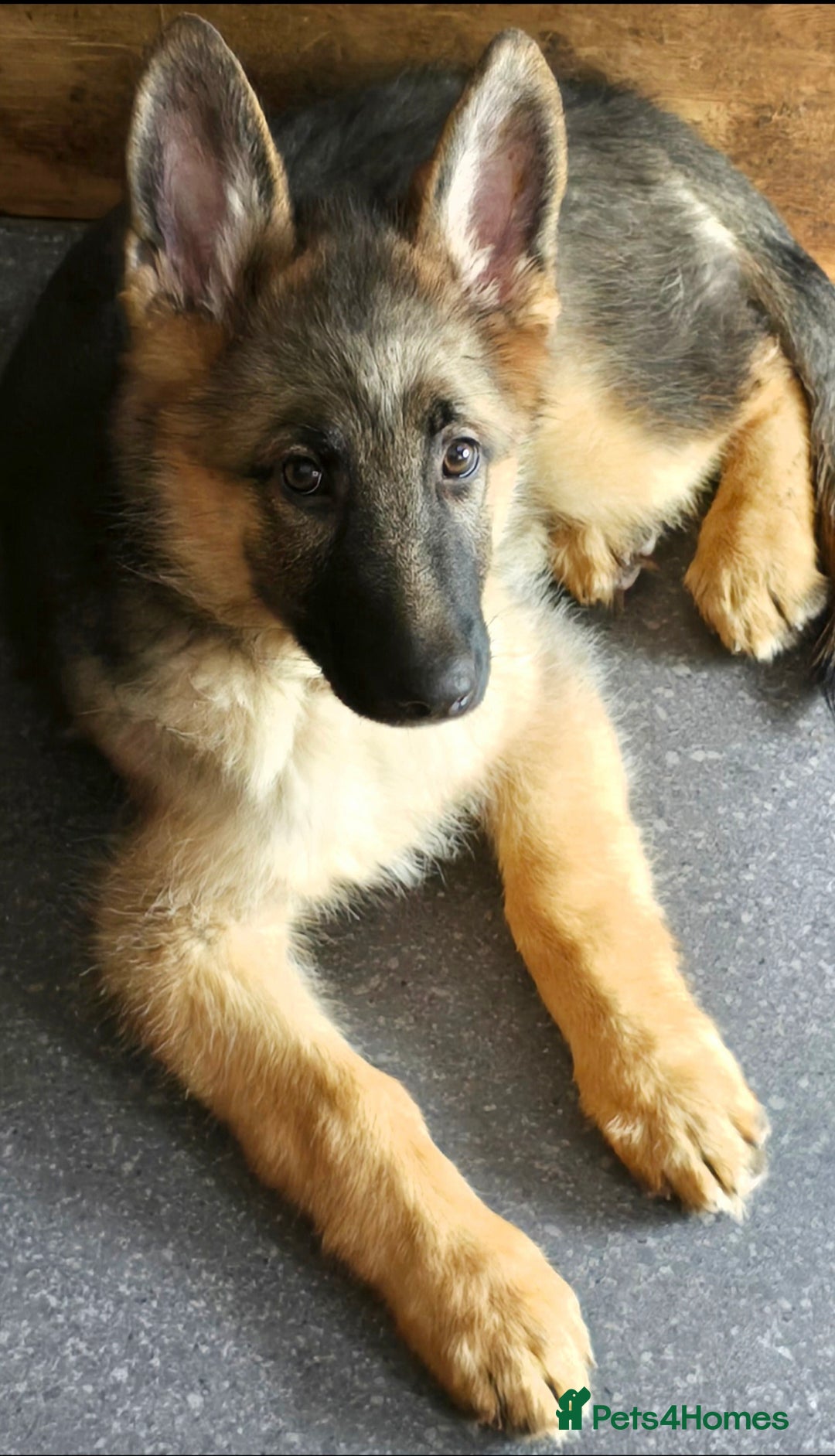 German Shepherd dogs for sale: KC REGISTERED GERMAN SHEPHERD PUPPIES  - Image 14