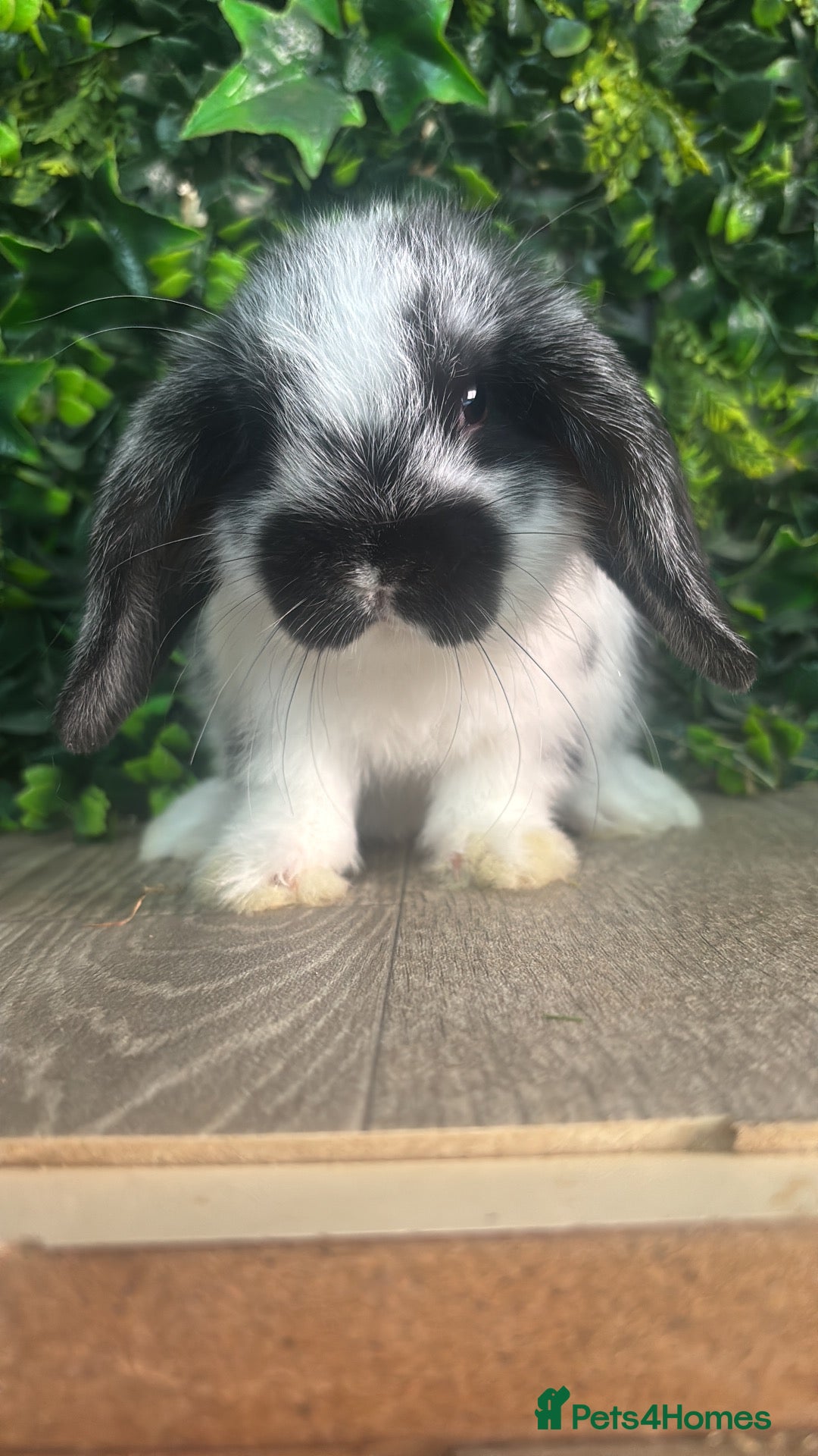 Mini Lop rabbits BEAUTIFUL MINI LOP BABY BUNNIES  - Advert 1