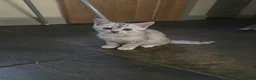 Mixed Breed cats for sale: Lovely litter of Mackrell tabby kittens in Warminster - Advert 5