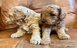 Toy Poodle dogs for sale: Toy poodles  - Image 5