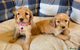 Cocker Spaniel dogs for sale: KC Show Type Cocker Spaniel - Image 7