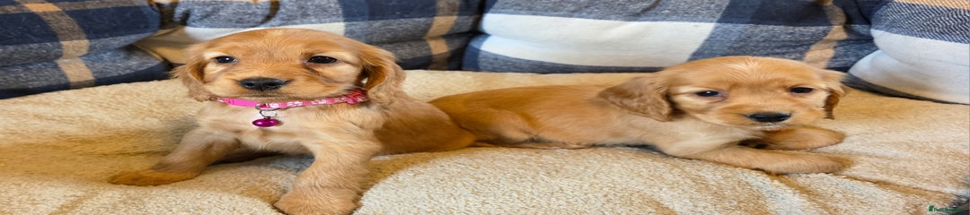 Cocker Spaniel Puppy 5