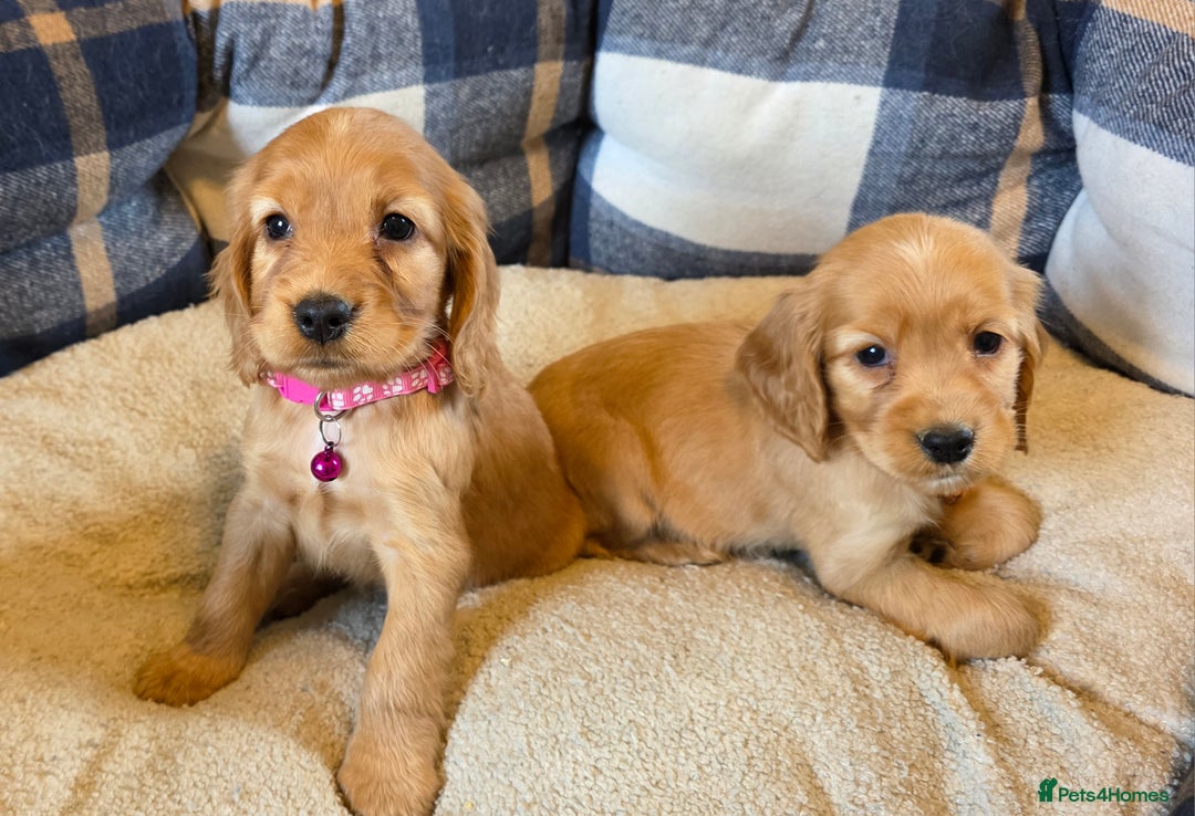 Cocker Spaniel dogs for sale: KC Show Type Cocker Spaniel - Image 7