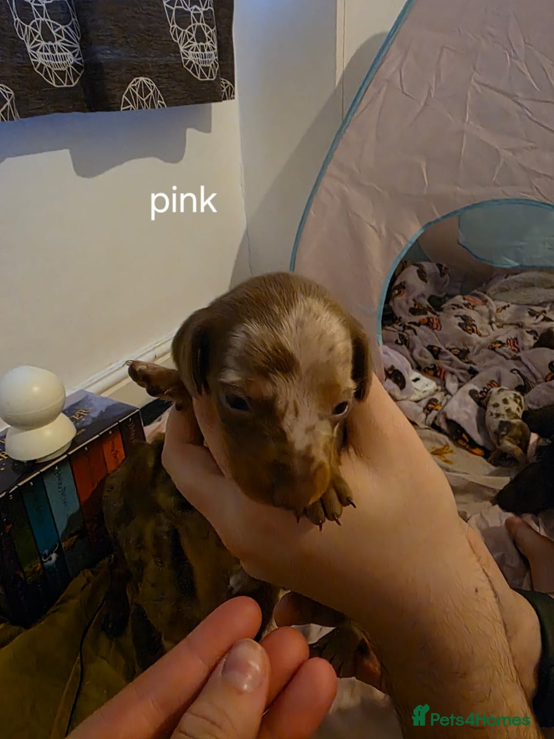 Dachshund dogs for sale: 🐾 Adorable Dachshund Puppies 🐾  - Image 7